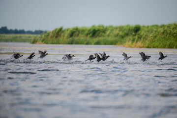 Wild pelican in Danube Delta