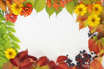 Naklejka na ściany i meble Autumn frame on an osb board, painted with white paint, on it lie red, green, orange autumn leaves, yellow flowers and a bunch of grapes 