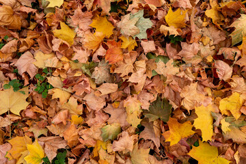 Naklejka na ściany i meble the maple leaves in autumn