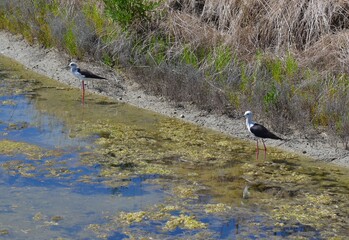 Black-winged stilt, himantopus, échasse blanche