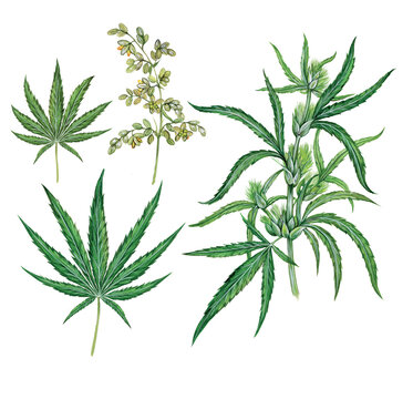 realistic scientific illustration of hemp plant (cannabis sativa) with a branch with leaves and flowers and two leaves 