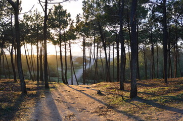 Bois des élous, île de Noirmoutier, Vendée, France