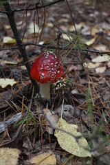 amanita muscaria fly agaric