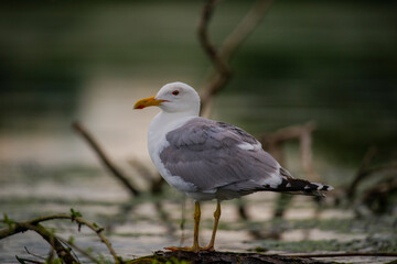 Wild birds in Danube Delta, Romania
