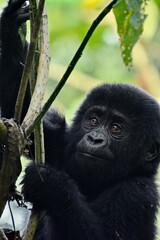 Close-up of a young mountain gorilla climbing through the trees in Bwindi Impenetrable Forest National Park, Uganda.