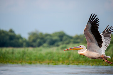 Wild birds in Danube Delta, Romania