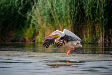 Wild birds in Danube Delta, Romania