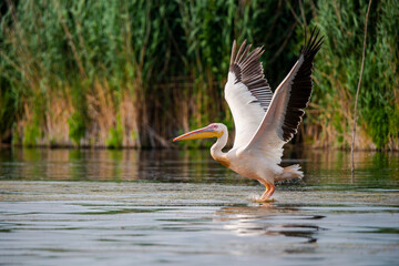 Fototapeta na wymiar Wild birds in Danube Delta, Romania