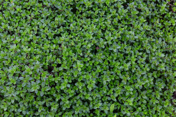 Fototapeta na wymiar the green background grass thyme