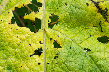 Close up view of a green leaf partially eaten by snails or insects