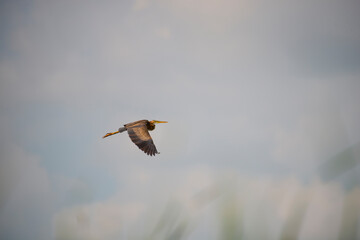 Wild birds in Danube Delta, Romania