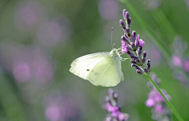 Bunte Schmetterlinge am Lavendel
