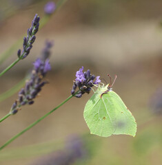 Bunte Schmetterlinge am Lavendel