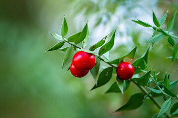 Red Fruit on a green brunch