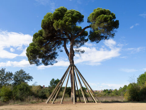 Pi d'en Xandri, parque rural de Torre Negra, Sant Cugat del Vallès, Barcelona