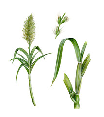 realistic illustration of sugar cane or sugarcane (saccharum officinarum) with plant, flowers and leaves 