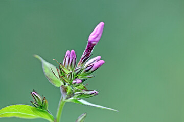 filigrane, lila Blüte in Makro