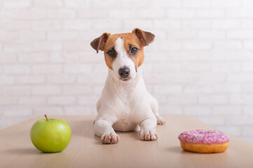 Dog before choosing food. Jack Russell Terrier looks at a donut and an apple