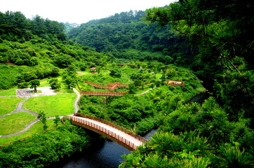 bridges in Forest