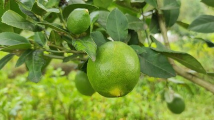Organic Lemon Fruits on Tree with Natural Green Leaves Background. Central Java Indonesia.