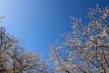 Clear blue sky and cherry blossoms