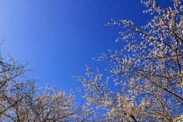 Clear blue sky and cherry blossoms