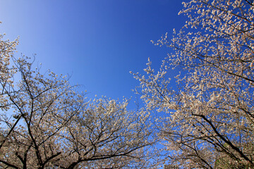 Clear blue sky and cherry blossoms