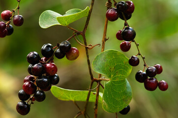 Immature and ripening fruits of Mediterranean Smilax - Smilax aspera