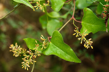 Flower buds and leaves of Rough Bindweed - Smilax aspera