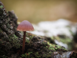 Mushroom
