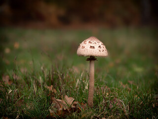 Mushroom