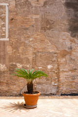 Green palm in pot against orange, burnt sienna, unmer terracotta, sand coloured background of flaking old antique paint in Italy