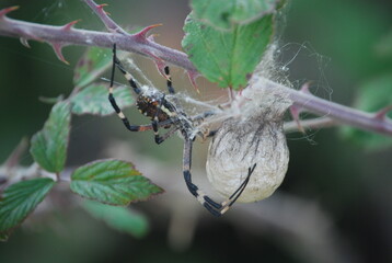 Argiope bruennichi, Wasp Spider and Egg