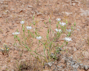 White Tackstem (Calycoseris wrightii) is a wildflower with glandular stems in the sunflower family