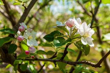 Apple blossom in spring