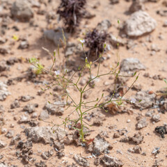 Brightwhite or thorny skeleton plant (Prenanthella exigua) is a diminutive white annual herb in the sunflower flamiy.