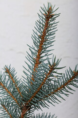 A branch of green spruce on a background of white plaster.