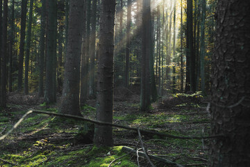 Słoneczny las o poranku