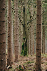 forest and trees during the autumn season.