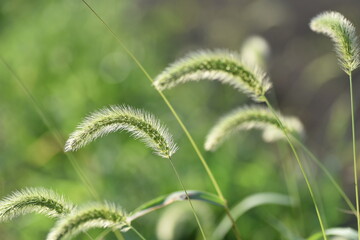 Green foxtail grass / Poaceae annual grass