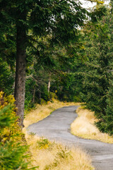 Obraz premium forest and trees during the autumn season.