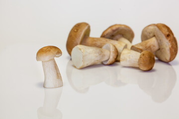 white forest mushroom