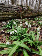 leaves in the forest