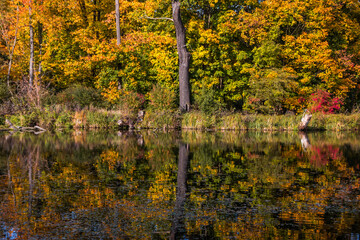 Autumn trees alley with colorful leaves in the park