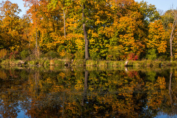 Autumn trees alley with colorful leaves in the park