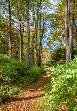 Fort Necessity National Battlefield