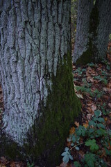 autumn in the forest