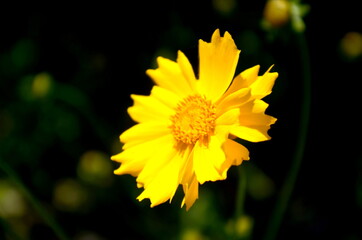 yellow flower in the garden