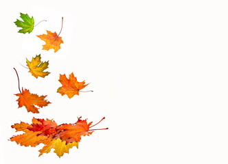 autumn background, bright, red, orange, yellow, green autumn maple leaves falling on a white background, isolate, mock up for design, free space