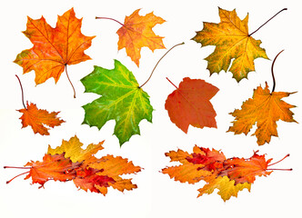 autumn background, fallen, maple leaves isolate on white background, different shapes and colors of autumn leaves, herbarium concept